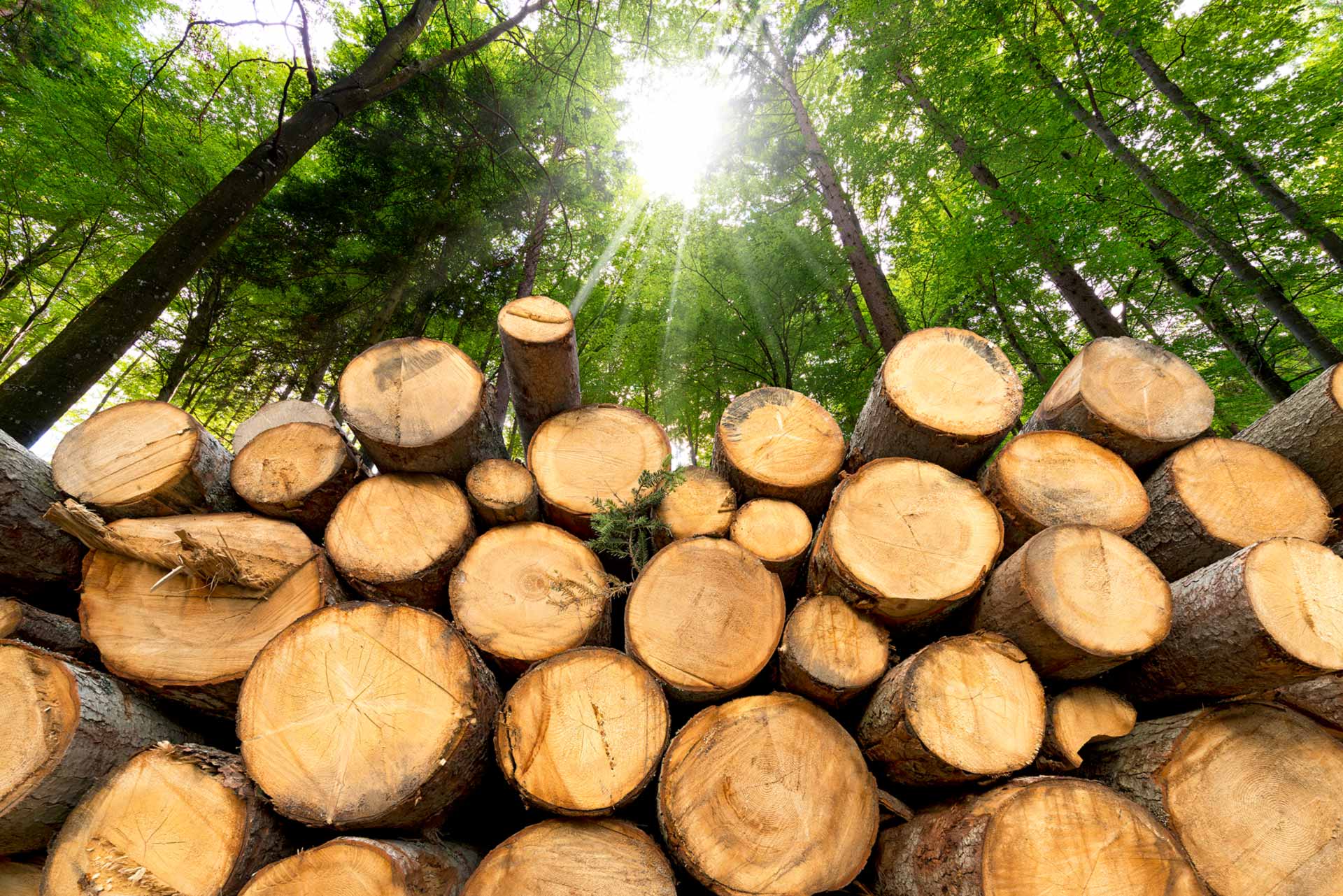 Gestapelte Baumstämme im Vordergrund, dahinter dichter grüner Wald mit Sonnenlicht